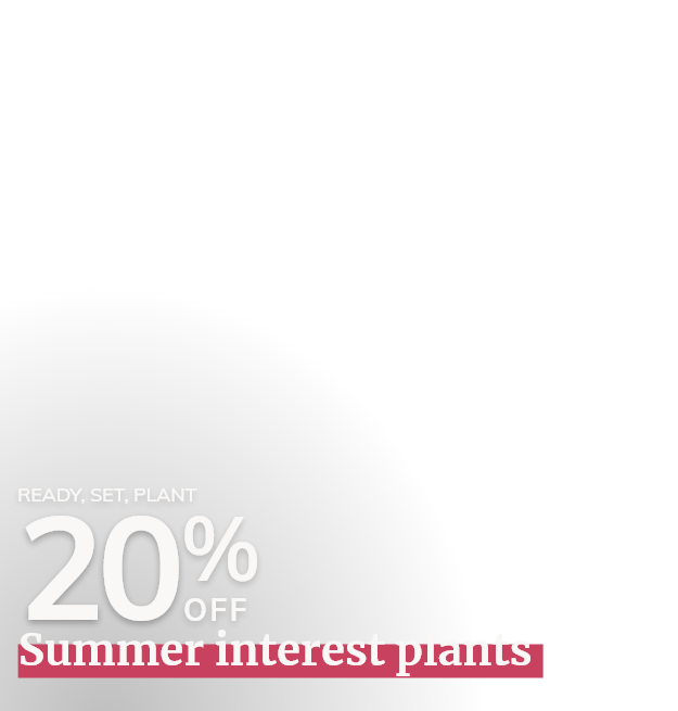 Summer interest plants