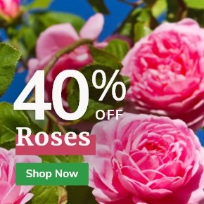 40% Off Roses
