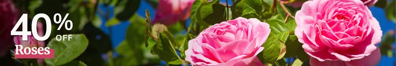 Roses: 40% Off