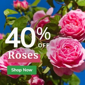 Roses: 40% Off