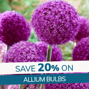 Allium Bulbs: 20% Off