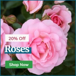 Roses: 20% Off