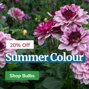 Bulbs: 20% Off