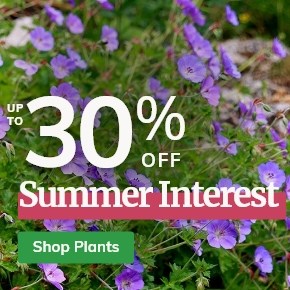 Summer Interest Plants: Up to 30% Off