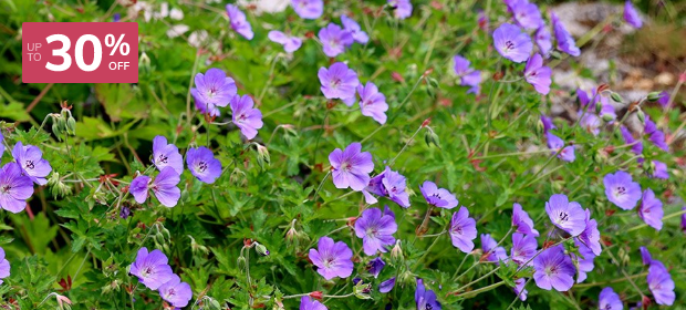 Summer Interest Plants: Up to 30% Off