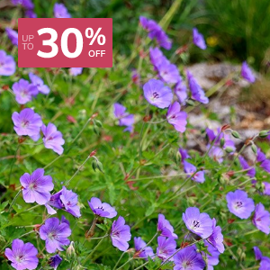 Summer Interest Plants: Up to 30% Off