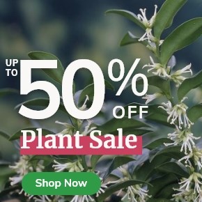 Plant Sale: Up to 50% Off