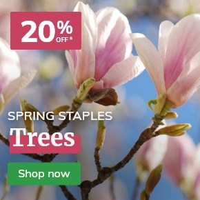 Trees: 20% off