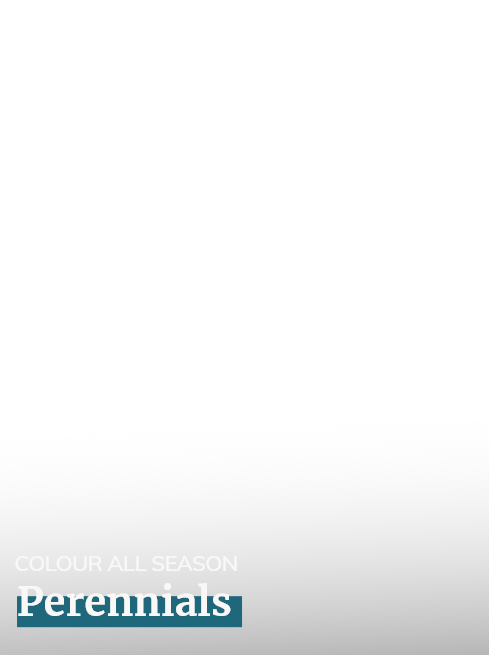 Perennials