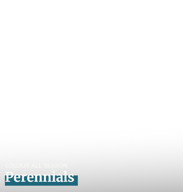 Perennials