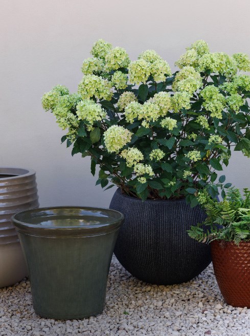 Planters