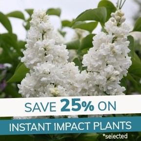 Instant Impact Plants: 25% off