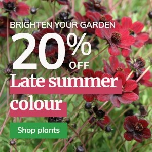 Late Summer Colour: 20% Off