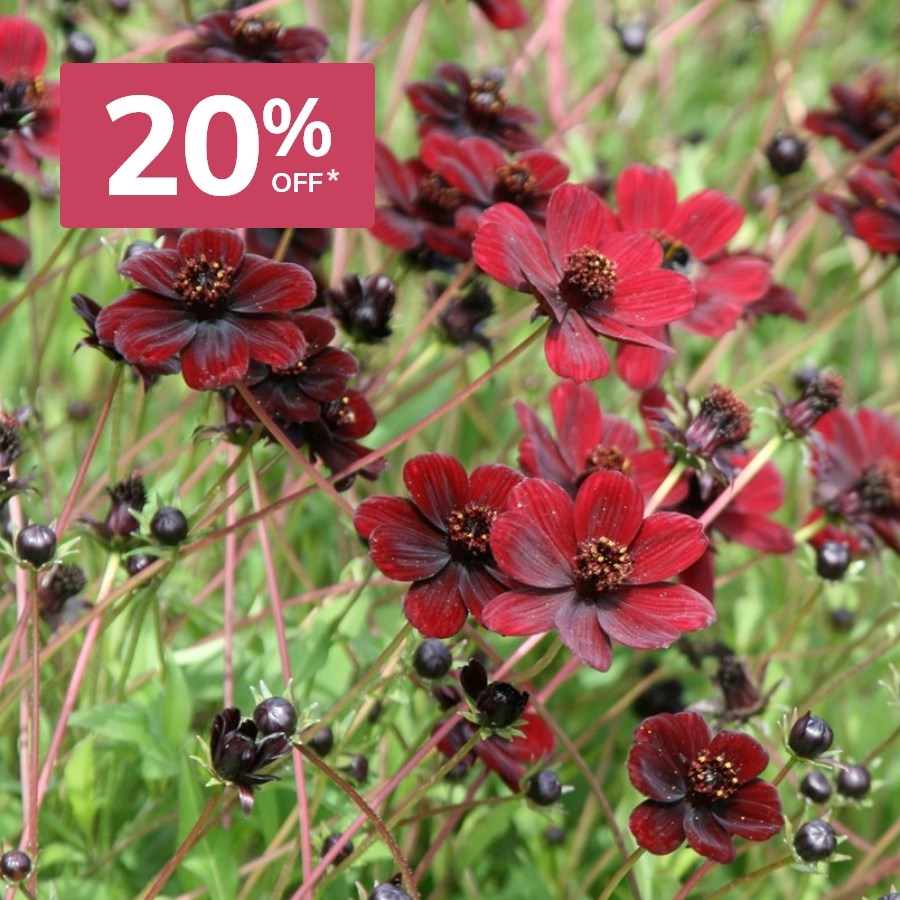 Late Summer Colour: 20% off