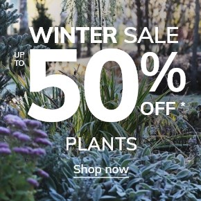 Plants: Up to 50% off