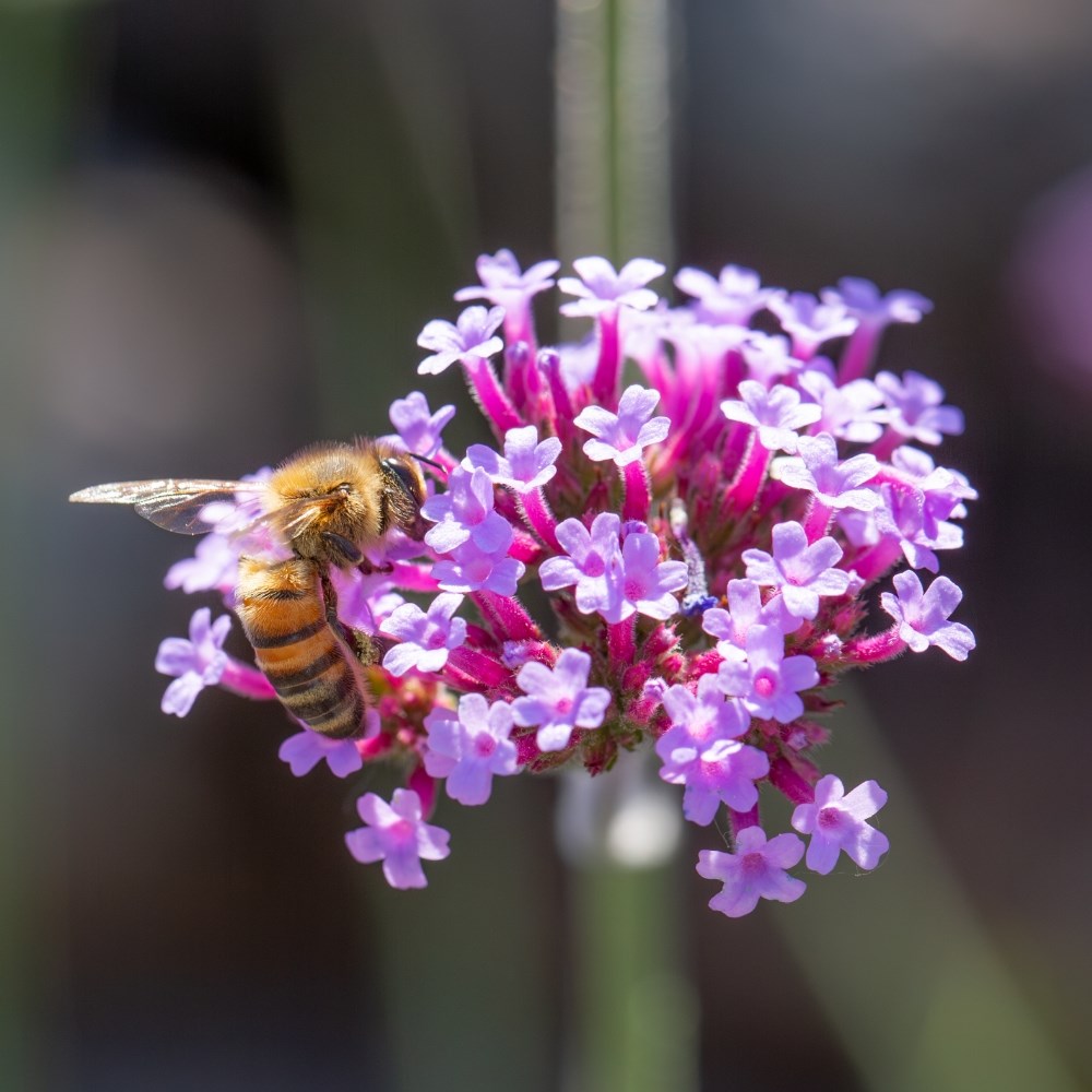 Sophie Valentine Collection: Attractive to Pollinators