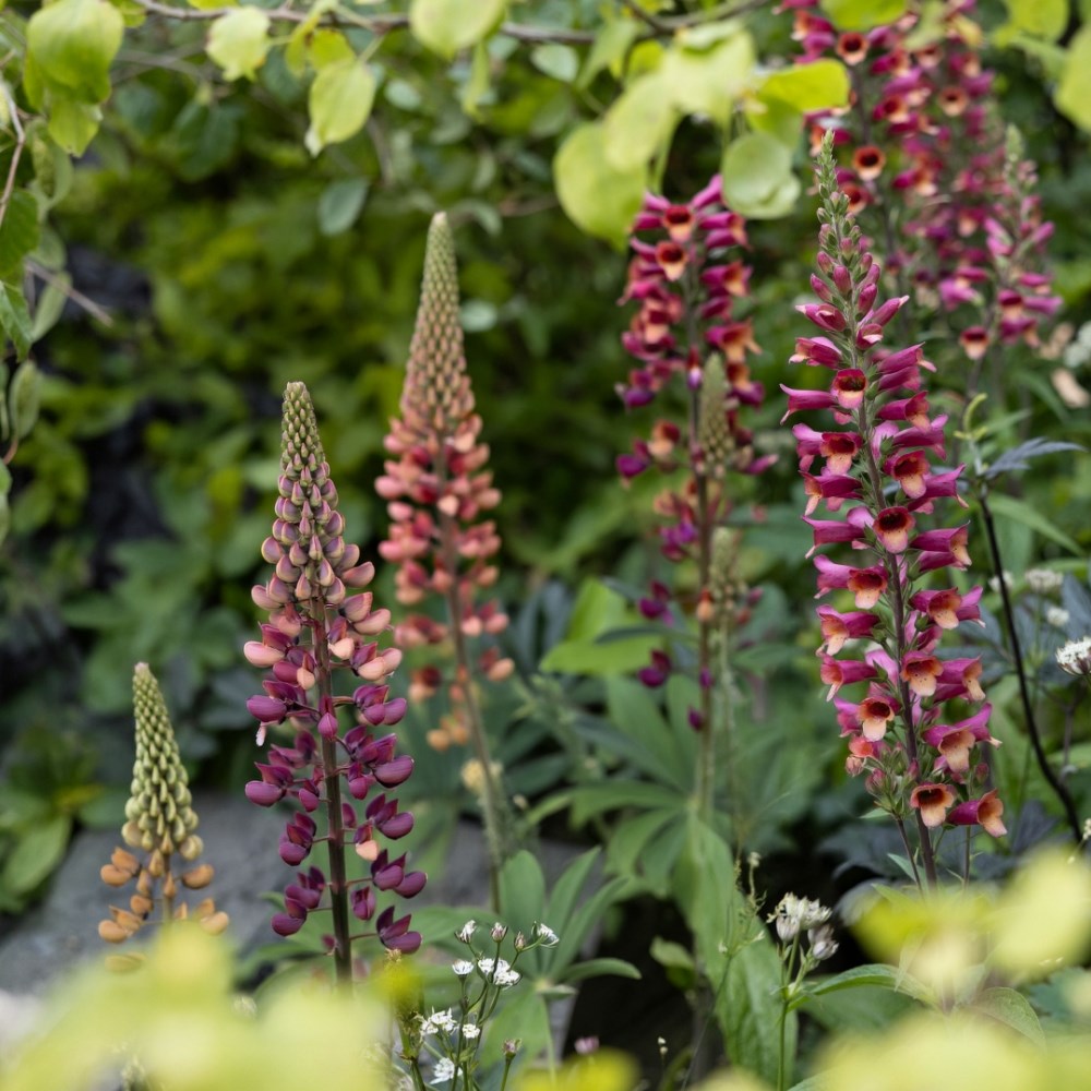 Summer Spires : Lupins and Salvias