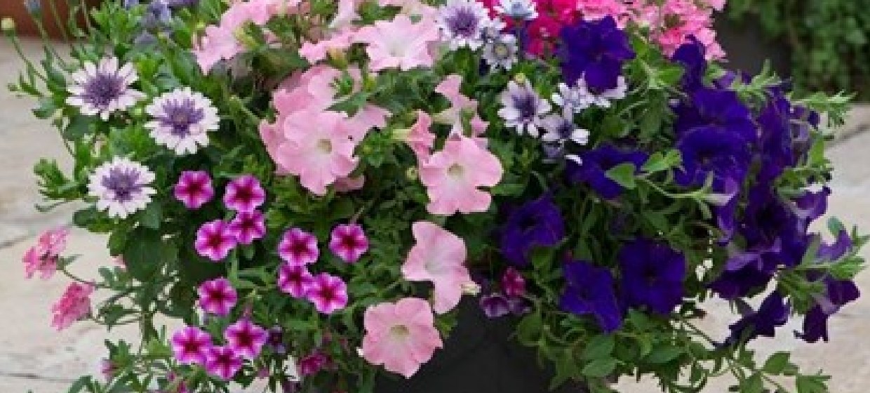 Easyplanters: 20% off