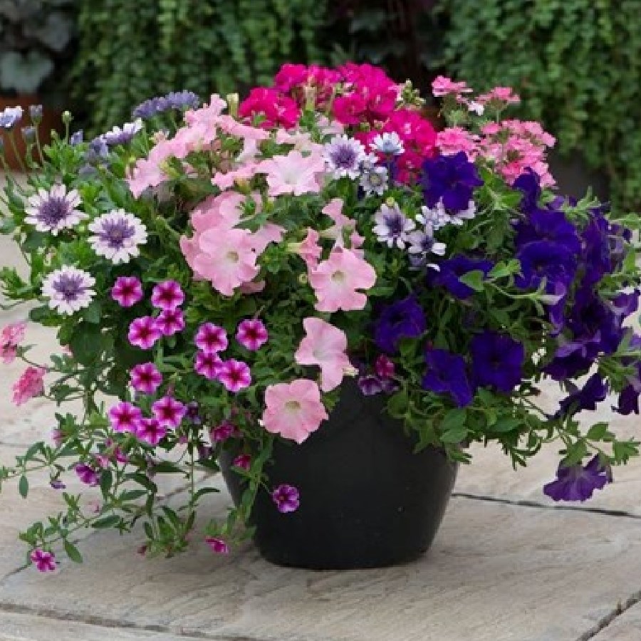 Easyplanters: 20% off