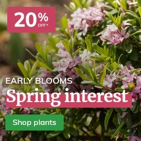 20% off Spring Interest Plants