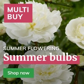 Bulbs: Multibuy