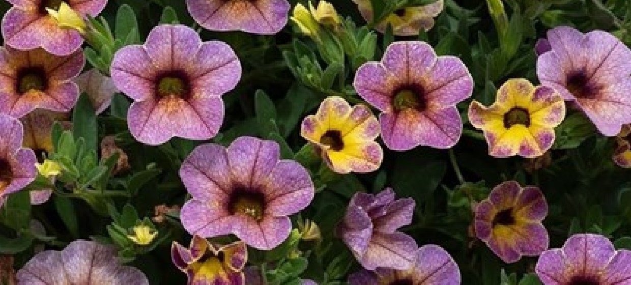 Bedding plugs: 20% off