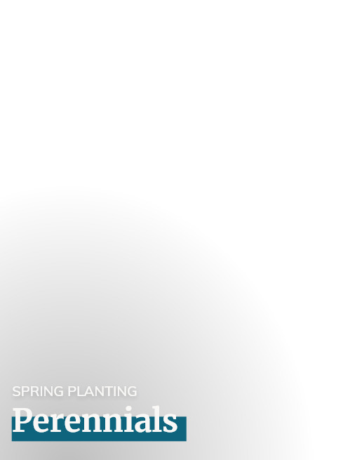 Perennials