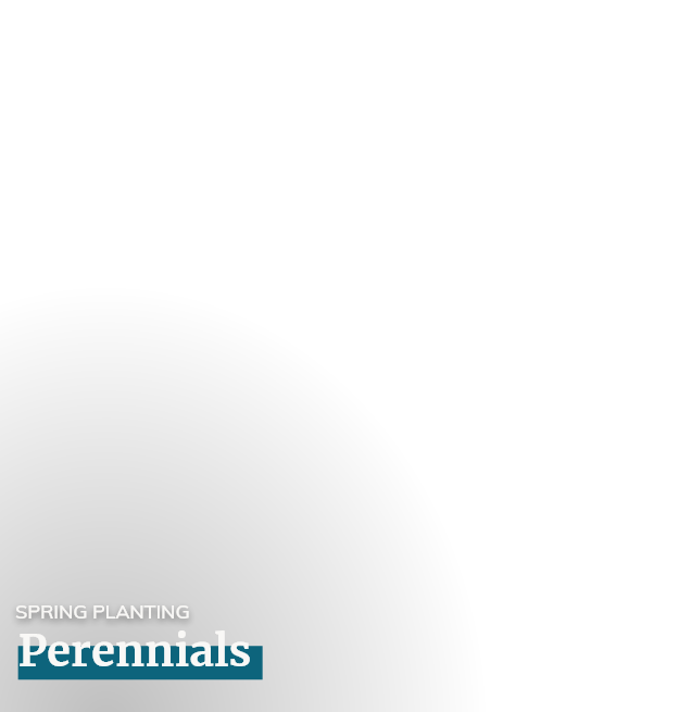 Perennials
