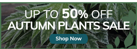 Autumn Plant Sale: Up to 50% Off