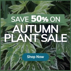 Autumn Plant Sale: Up to 50% Off