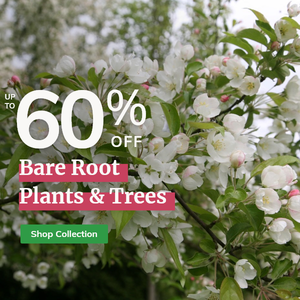 up to 60% off Bare Root Plants & Trees