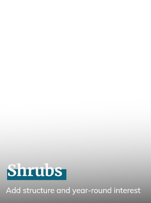 Shrubs