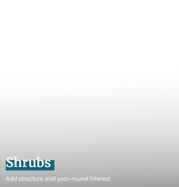 Shrubs