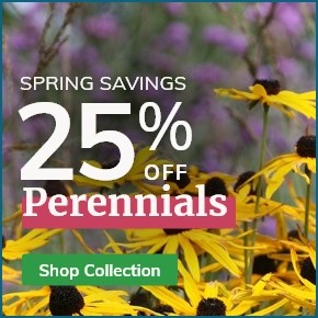 Perennials: 25% off