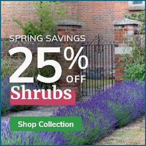 Shrubs: 25% off