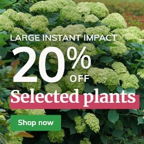 Instant impact plants: 20% off