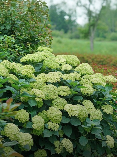 Instant impact plants