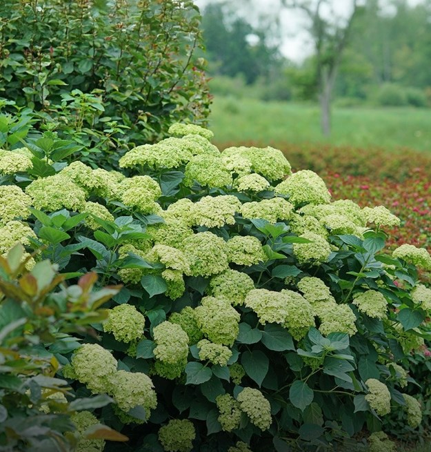 Instant impact plants
