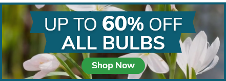 Bulb Sale: Up to 60% off