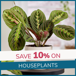 Houseplants: 10% Off