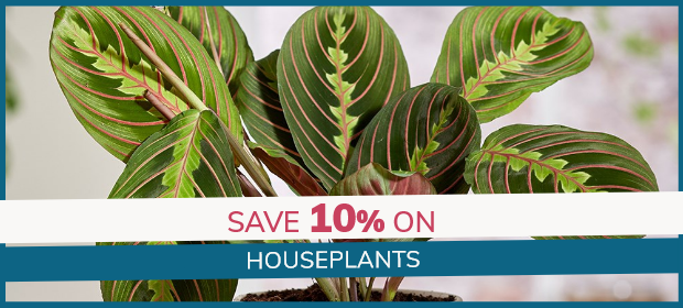 Houseplants: 10% Off