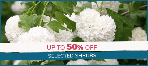 Selected Shrubs: Up to 50% Off