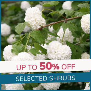 Selected Shrubs: Up to 50% Off