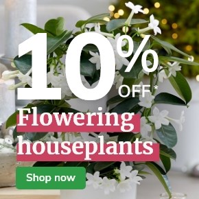 Flowering Houseplants: 10% off