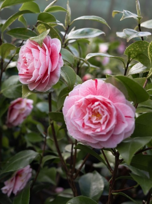 Perennials Spend & Save