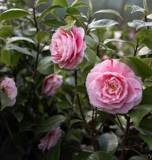 Perennials Spend & Save