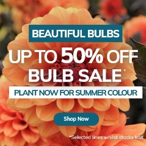Bulb Sale | Up to 50% off
