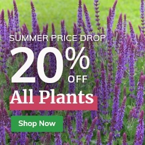 All Plants: 20% Off*