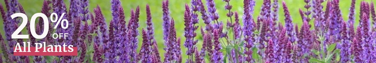 All Plants: 20% Off*