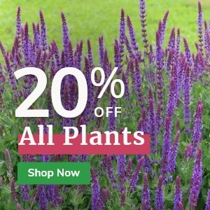 All Plants: 20% Off*